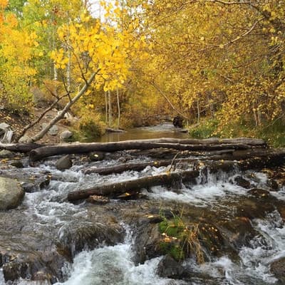 Eastern Sierra Fall Color